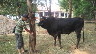 Besok Pagi, PDAM Tirta Asasta Sembelih Hewan Qurban