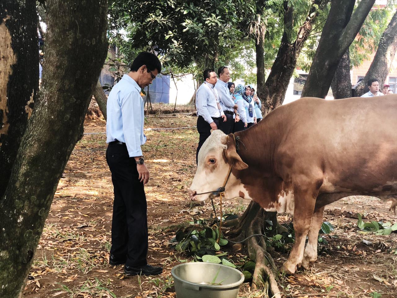PDAM Tirta Asasta Laksanakan Pemotongan Hewan Qurban Idul Adha 1440 Hijriah