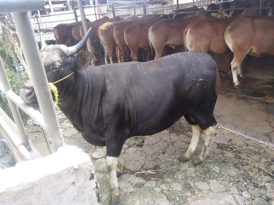 Pengaruhi Kualitas Air, Warga Diminta Tidak Buang Limbah Hewan Kurban ke Ciliwung