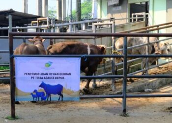 Tirta Asasta Depok Salurkan 19 Sapi Dan 27 Kambing Untuk Masyarakat Pada Idul Adha 1447 Hijriah