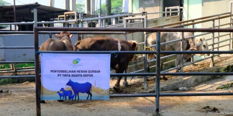 Tirta Asasta Depok Salurkan 19 Sapi Dan 27 Kambing Untuk Masyarakat Pada Idul Adha 1447 Hijriah