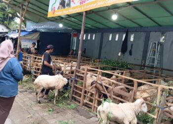 Beli Hewan Kurban di Lapak Sinar Muda Grup Dijamin Garansi 100%