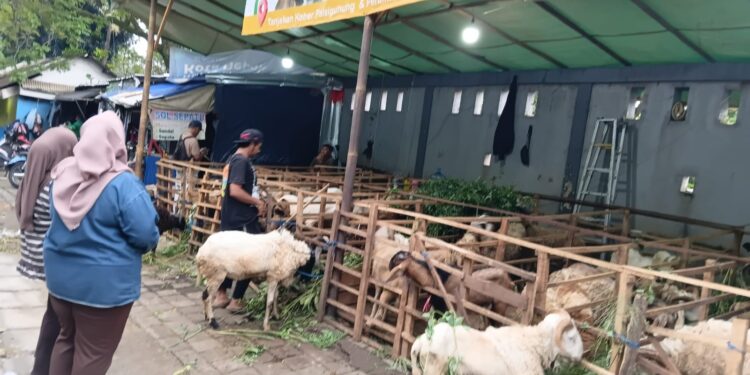 Beli Hewan Kurban di Lapak Sinar Muda Grup Dijamin Garansi 100%
